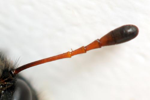 Réf. 319 461 : Trichiosoma lucorum