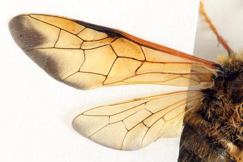 Trichiosoma lucorum