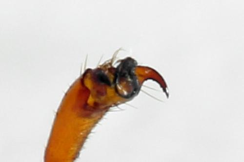 Réf. 319 463 : Trichiosoma lucorum