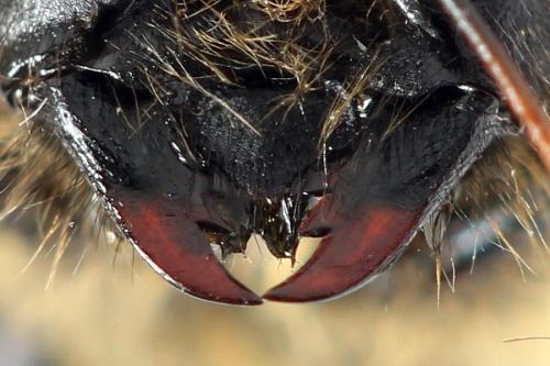 Réf. 319 465 : Trichiosoma lucorum