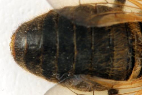 Trichiosoma lucorum