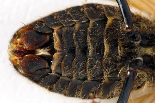 Trichiosoma lucorum