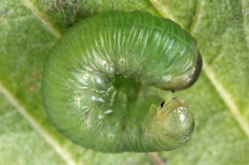 Taxonus agrorum
