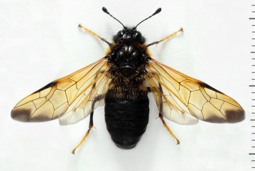 Trichiosoma tibiale