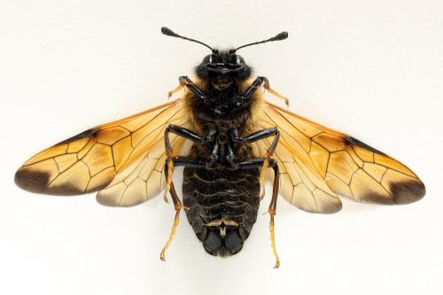 Réf. 319 495 : Trichiosoma tibiale