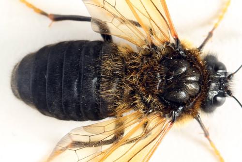 Trichiosoma tibiale