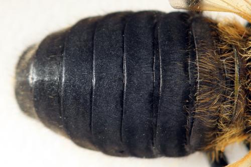 Trichiosoma tibiale