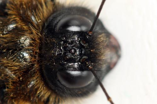 Trichiosoma tibiale