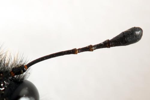 Trichiosoma tibiale