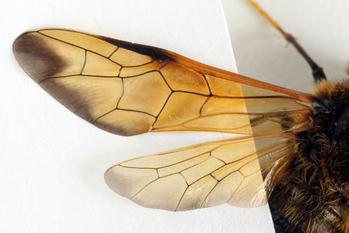Trichiosoma tibiale