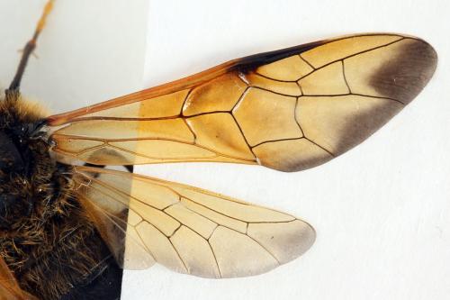 Trichiosoma tibiale