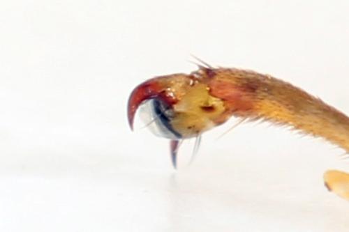 Trichiosoma tibiale