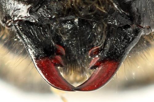 Trichiosoma tibiale