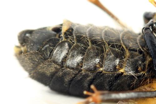 Trichiosoma tibiale