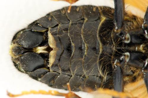 Trichiosoma tibiale