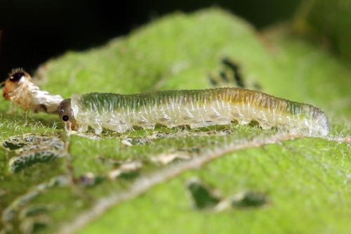 Ametastegia perla
