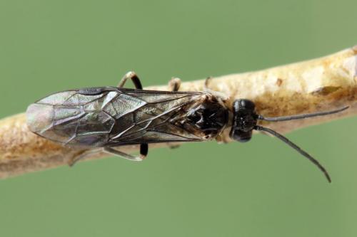 Empria longicornis