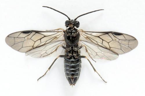 Empria longicornis