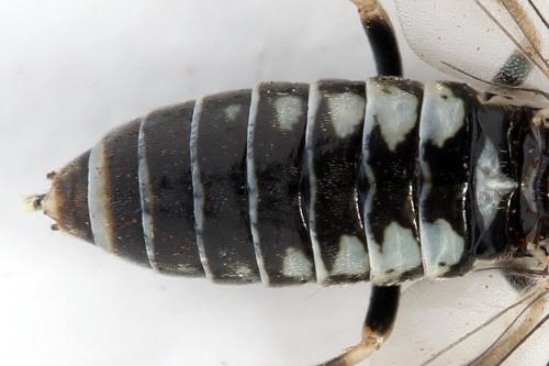Réf. 319 816 : Empria longicornis