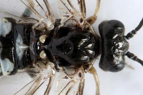 Empria longicornis