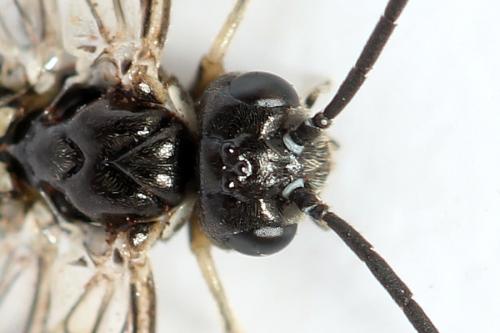 Réf. 319 818 : Empria longicornis