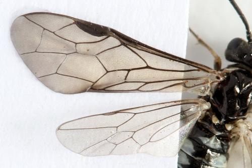 Réf. 319 819 : Empria longicornis