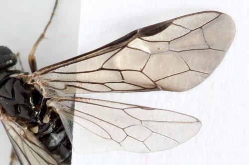 Empria longicornis
