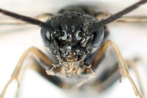 Empria longicornis