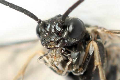 Réf. 319 822 : Empria longicornis