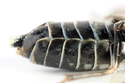Empria longicornis