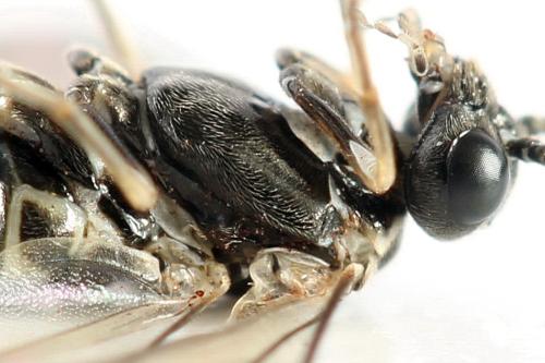 Réf. 319 824 : Empria longicornis