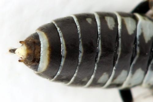 Empria longicornis