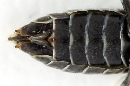 Réf. 319 826 : Empria longicornis