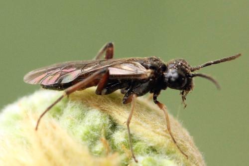 Taxonus agrorum