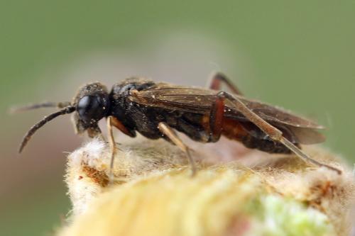 Taxonus agrorum