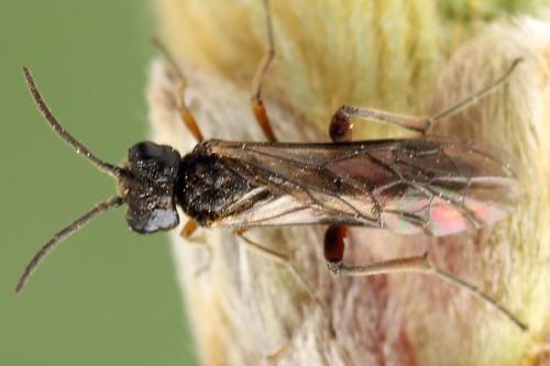 Taxonus agrorum