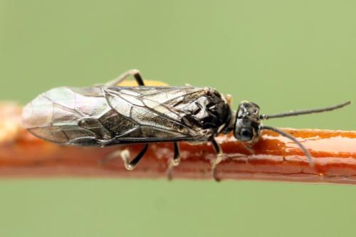 Empria tridens