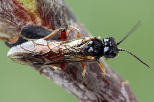 Taxonus agrorum