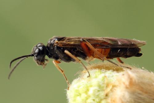 Taxonus agrorum