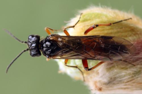 Taxonus agrorum