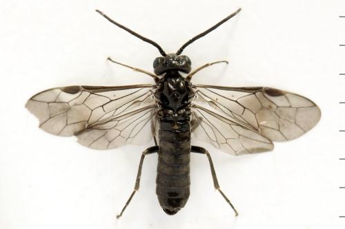 Empria pallimacula