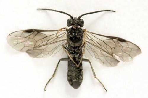 Réf. 319 839 : Empria pallimacula