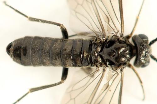 Réf. 319 840 : Empria pallimacula