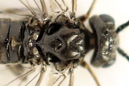 Réf. 319 841 : Empria pallimacula