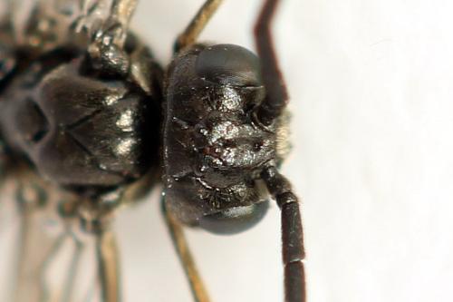 Réf. 319 842 : Empria pallimacula