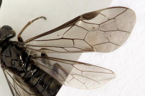 Réf. 319 844 : Empria pallimacula