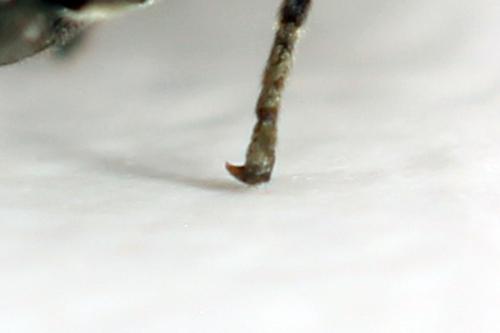 Réf. 319 845 : Empria pallimacula