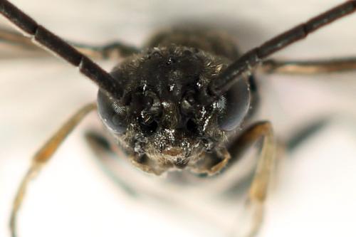 Réf. 319 846 : Empria pallimacula