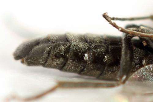 Réf. 319 848 : Empria pallimacula