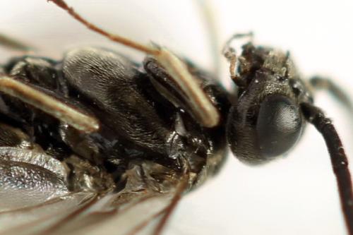 Réf. 319 849 : Empria pallimacula